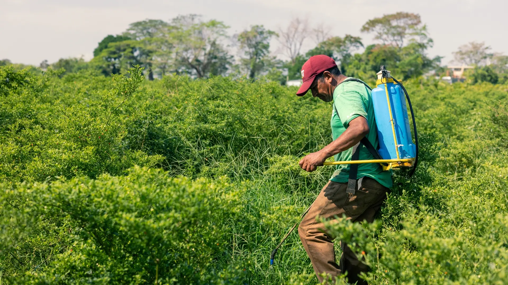 La Prosperidad 1: El Lugar Ideal para Empezar tu Proyecto Agrícola en Tiquisate